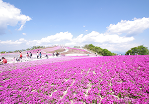 芝桜祭り